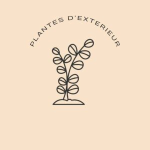 Plantes d exterieur - Produits de la boutique Une Fleur m'a Dit - Fleuriste Samoens