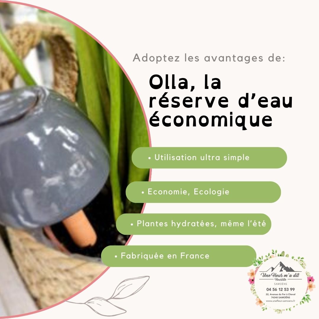 Olla, la réserve eau ancestrale pour des plantes bien hydratées