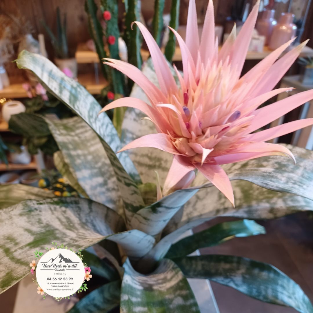 Aechmea, plante d'intérieur chez Une FLeur m'a dit - Fleuriste à Smaoens Haut Giffre