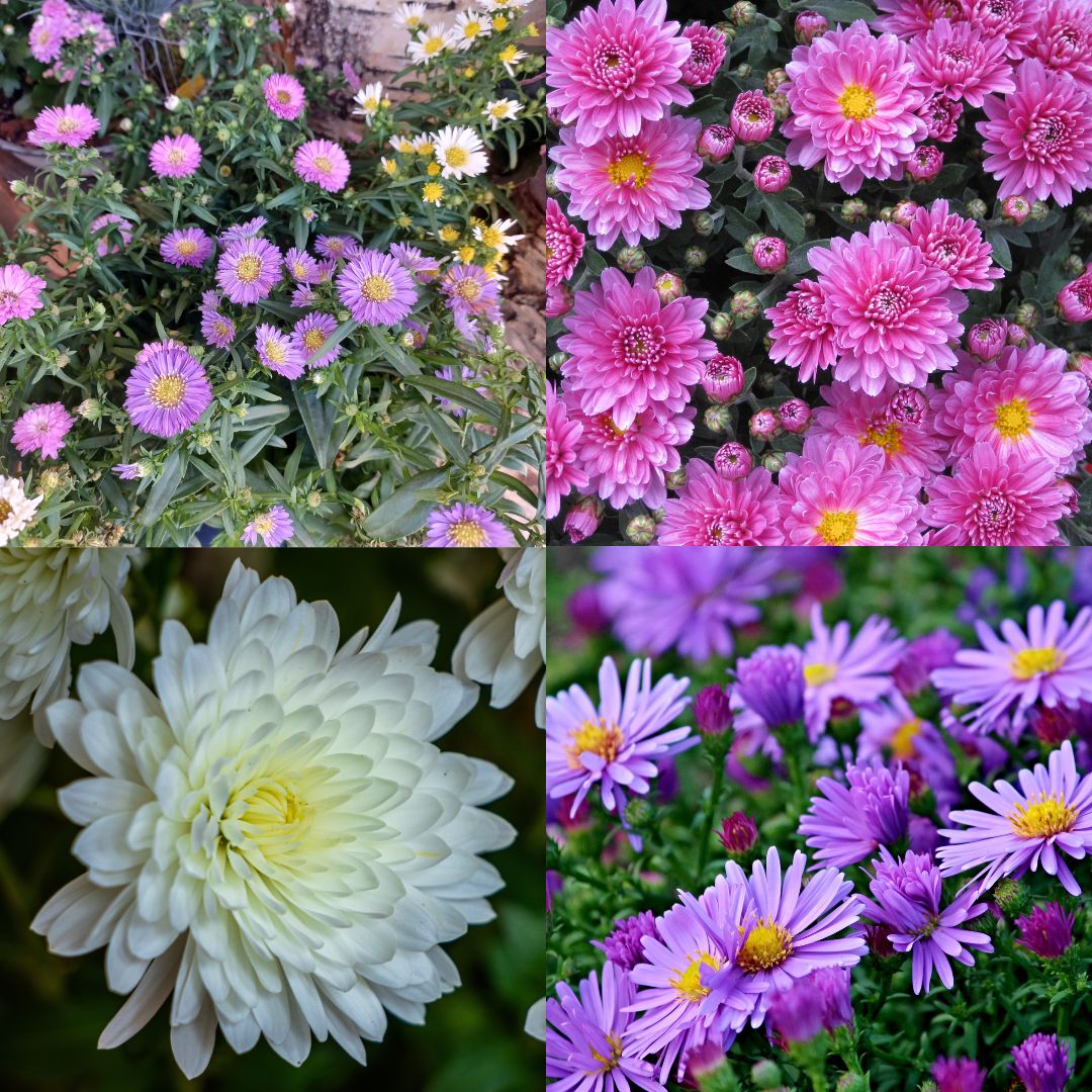 Aster, plante florale de l’automne