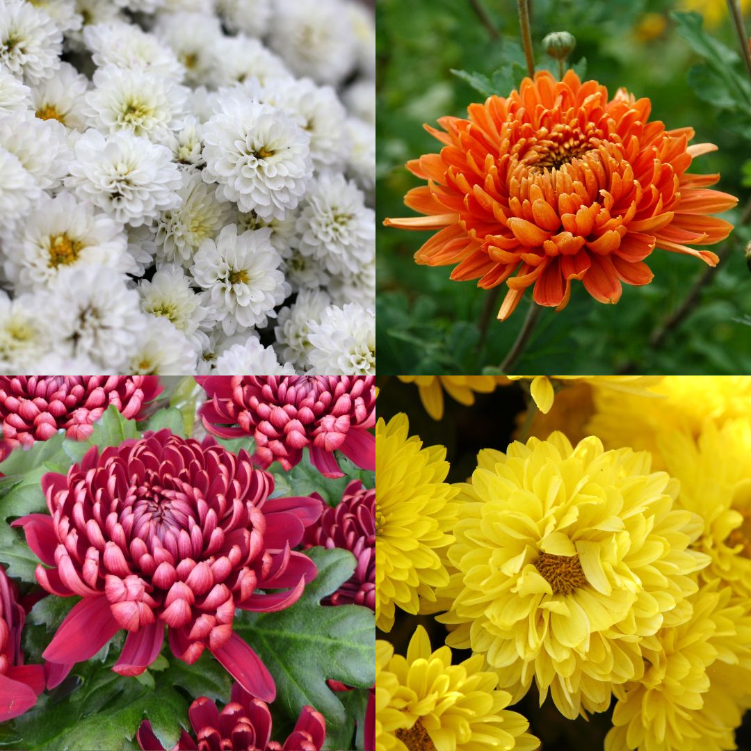 Chrysantèmes en pot - Livraison possible avec Une Fleur m'a dit - Fleuriste de Samoens Grand Massif, vallée du Giffre - plusieurs coloris possibles