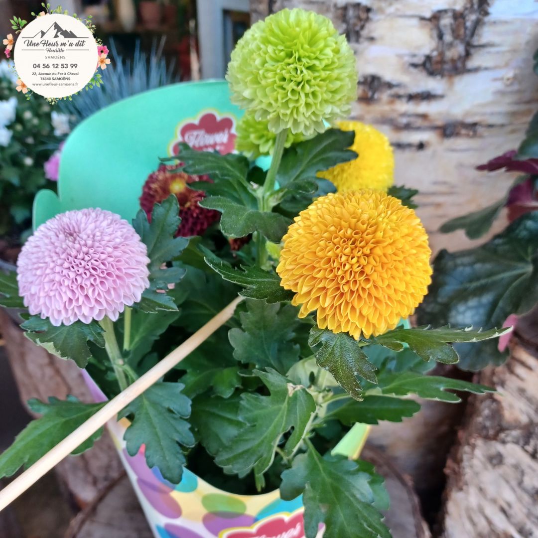 Chrysanthème Boule _ Une explosion de couleurs pour l’automne - chez votre fleuriste de la vallée du Giffre à Samoëns - Une FLeur m'a dit