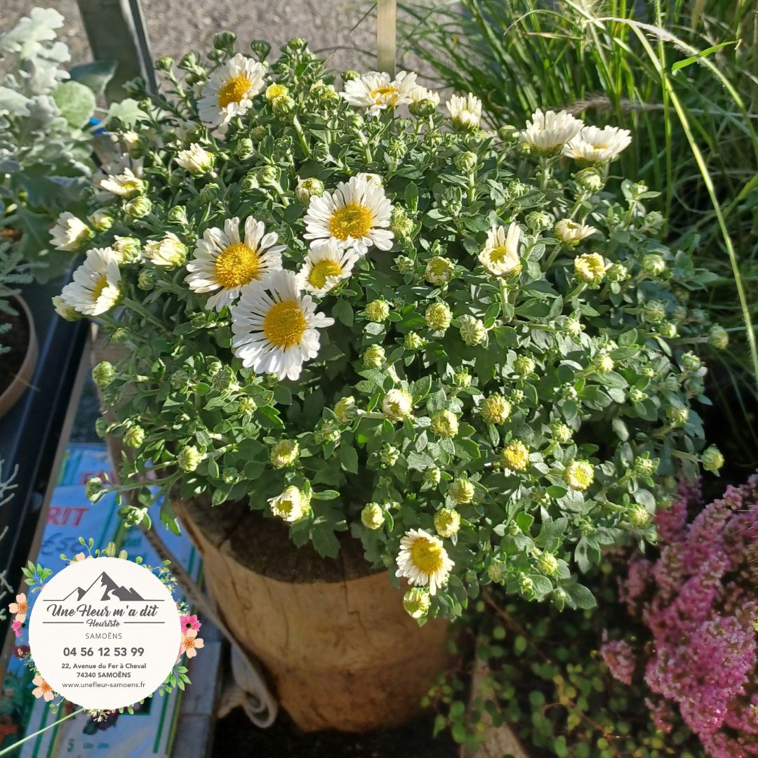 Chrysanthèmes en Pot - Symboles et Couleurs pour la Toussaint