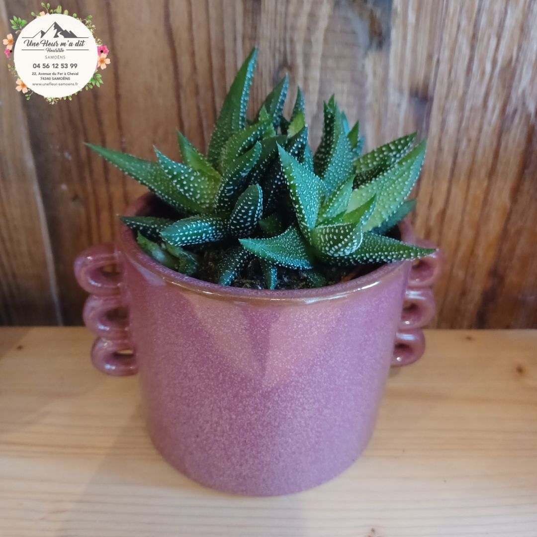 Haworthia, plante grasse d'intérieur aux feuilles charnues