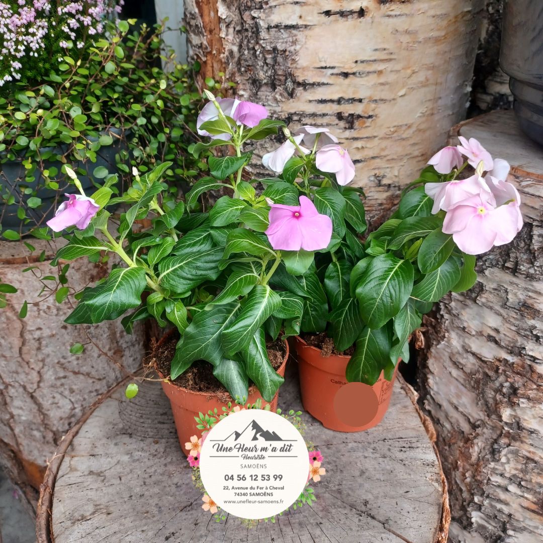 Impatience - Plante annuelle chez votre fleuriste de Samoens Grand Massif - Une FLeur m'a dit (2)